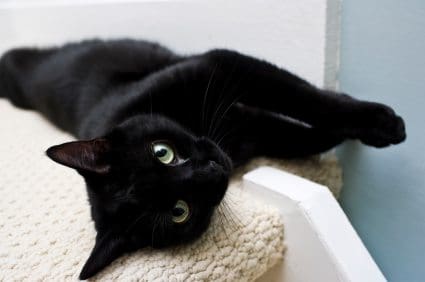 If A Cat Sleeps With It S Belly Up To You If A Cat Sleeps With It S Belly Up To You
