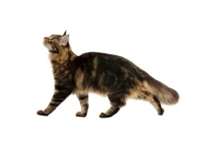 cat agility iStock 000010152738XSmall1 300x199 Cat Agility at Home