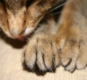 bebe paws bebe paws 300x278 Read This Before Declawing Your Cat