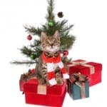 Tips for Keeping Your Cat Safe During the Holidays