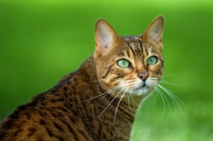cat with green eyes catsweb2 015 300x199 Caring for Senior Cats