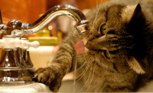 cat at faucet cat at faucet 300x182 Make Sure Your Cat is Drinking Enough Water