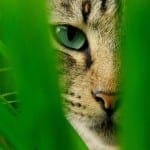 Why Cats Spray