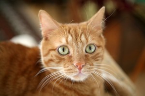 orange cat catsweb2 022 300x199 Why Cats Spray
