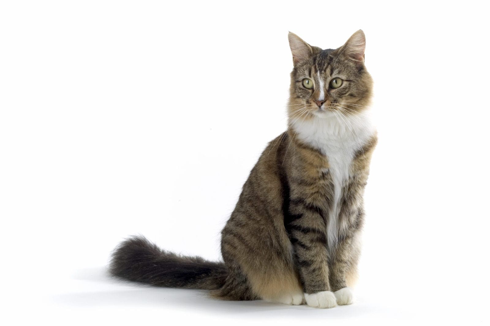 Can You Give Dog Food To Cats Can You Give Dog Food To Cats