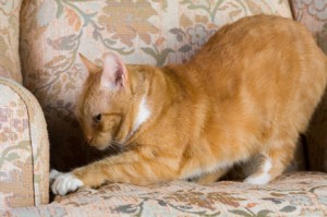cat scratching furniture iStock 000006412020XSmall1 300x199 Is Your Kitty Holding a Grudge?