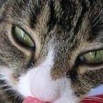 Brushing Your Cat’s Teeth