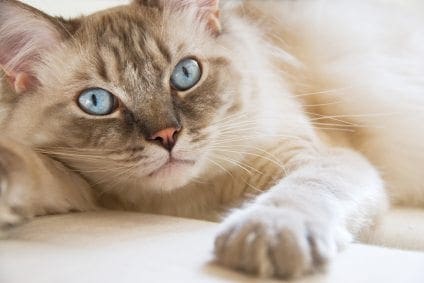 Kitty cats in my life: Ragdoll