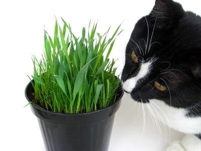 why does my cat eat grass