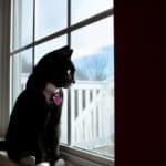 Separation Anxiety in Cats