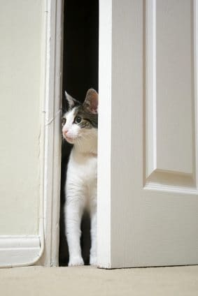 Introduce a second cat how to introduce a second cat