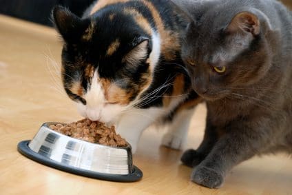 Why Do Cats Cover Their Food Bowl Why Do Cats Cover Their Food Bowl