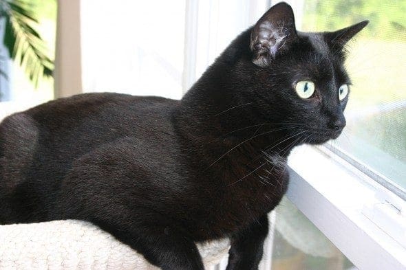 How To Keep Other Cats Off Your Property How To Keep Other Cats Off Your Property