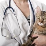 Older Cats Need Blood Pressure Readings