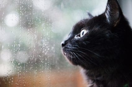 cat-on-rainy-dayjpg.jpg