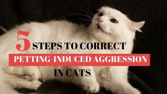 Five Steps to keep your Cat from biting when Petting