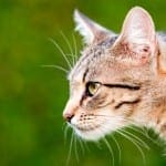 How to Safely Use Topical Flea and Tick Preventives