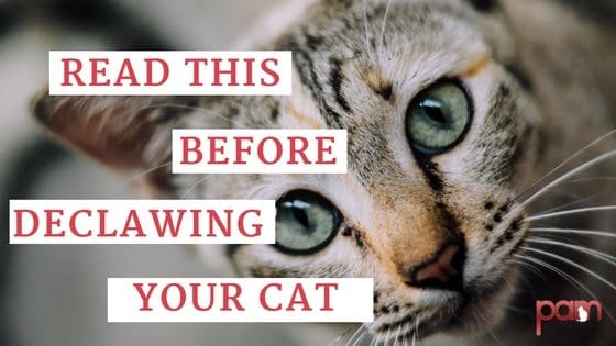 Cat Declawing Recovery Litter Cat Declawing Recovery Litter