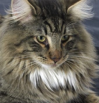 How dangerous are cat hairballs?