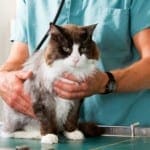 Ringworm in Cats