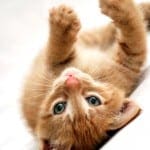 Teach Your Kitten to Enjoy Being Touched