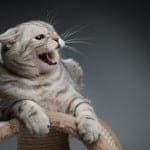 Finding Qualified, Professional Help for Your Cat’s Behavior Problem