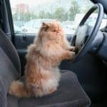 8 Tips for Safe Car Travel With Your Cat