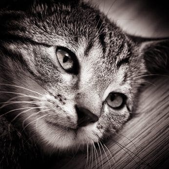 Fotolia 42959208 XS The Must Have Checklist for Solving Your Cats Behavior Problem