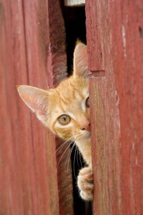 iStock 000000826314XSmall The Must Have Checklist for Solving Your Cats Behavior Problem