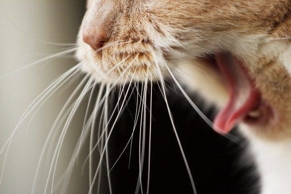 Do cats' whiskers grow back if they are cut?
