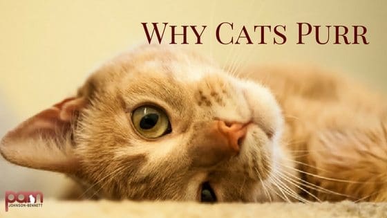 Why Cats Purr