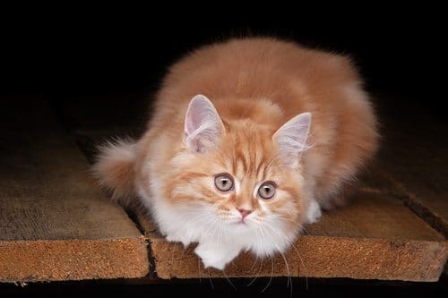 photo: Shutterstock