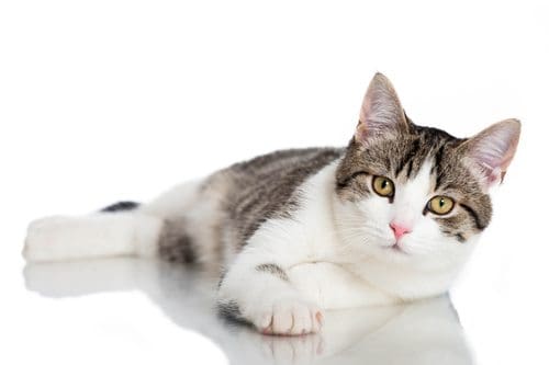 photo: Shutterstock