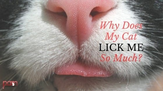 Why Does My Kitten Lick Me 8