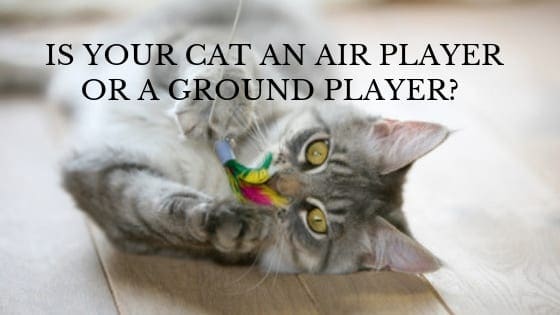is your cat an air player or a ground player