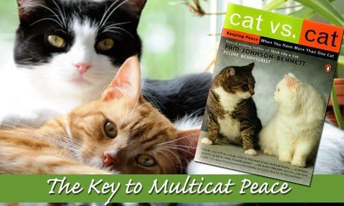 books for multicat households cat vs cat