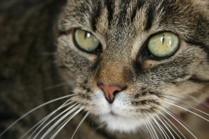 Mary the cat