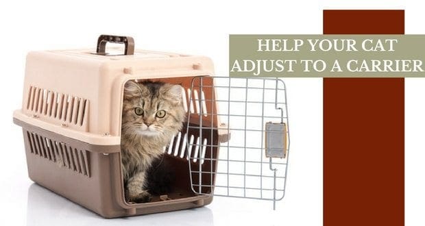 HELP YOUR CAT ADJUST TO A CARRIER