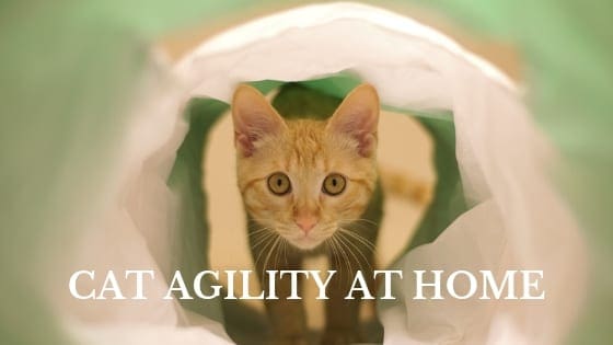 cat agility