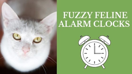 fuzzy feline alarm clocks