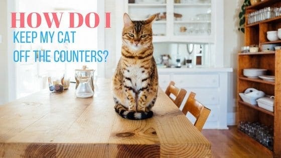 how do i keep my cat off the counters?