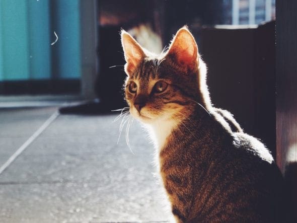 cat with sitting in sun