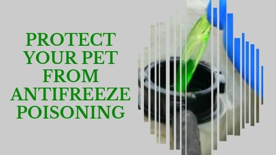 protect your pet from antifreeze poisoning