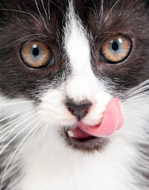 how to medicate a cat how to give a pill to a cat