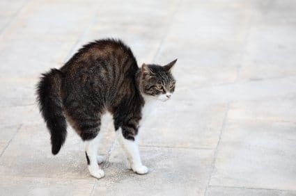 defensive cat