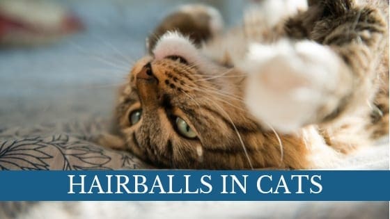 hairballs in cats