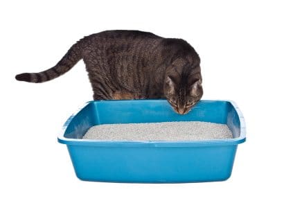 litter box location moving the litter box