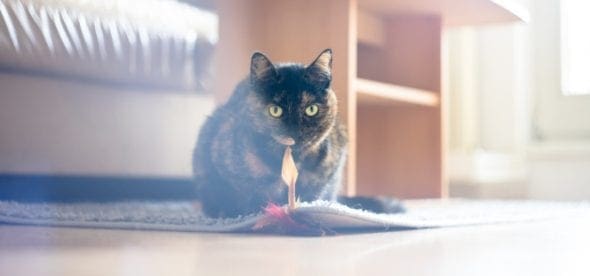 cat playing with a toy