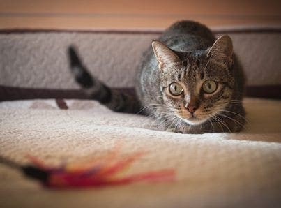 cat stalking a feather toy