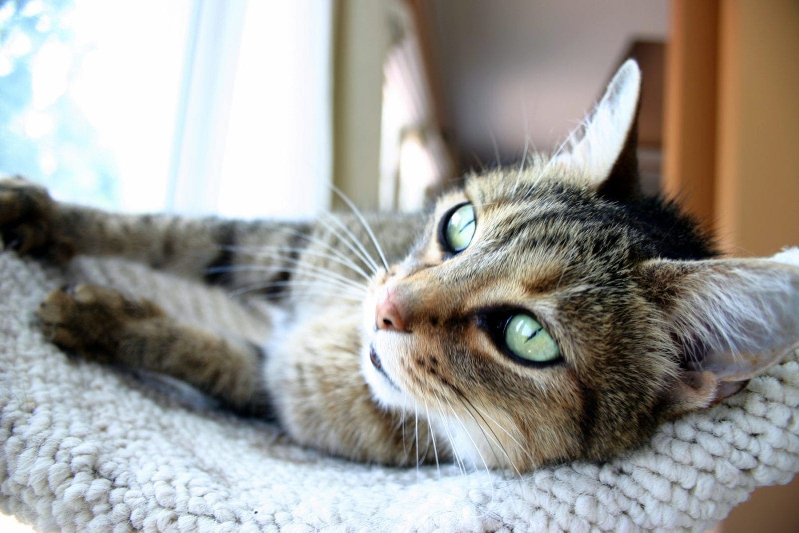 cat relaxing in cat tree
